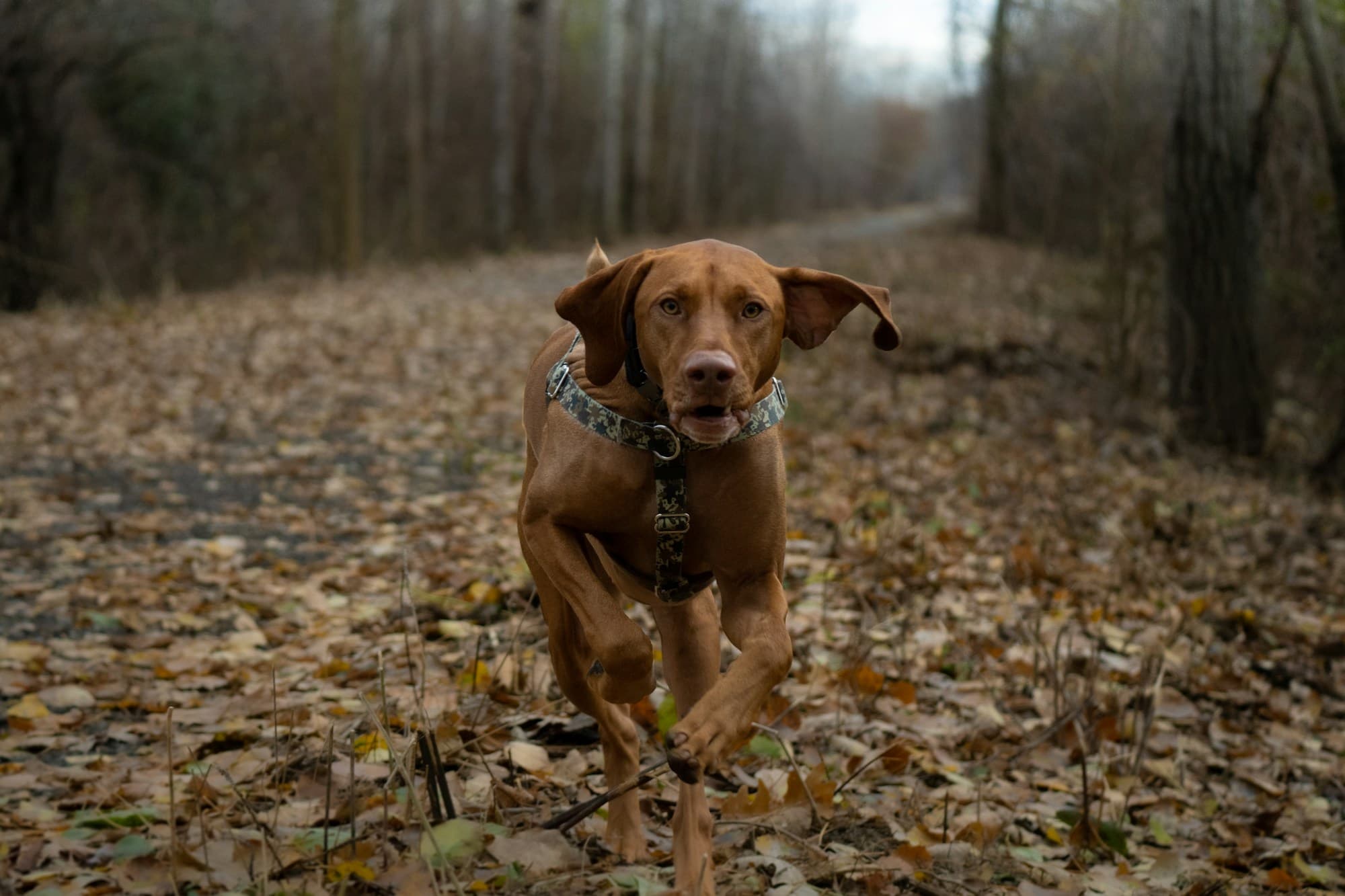 A dog running happily down a leaf-covered forest path