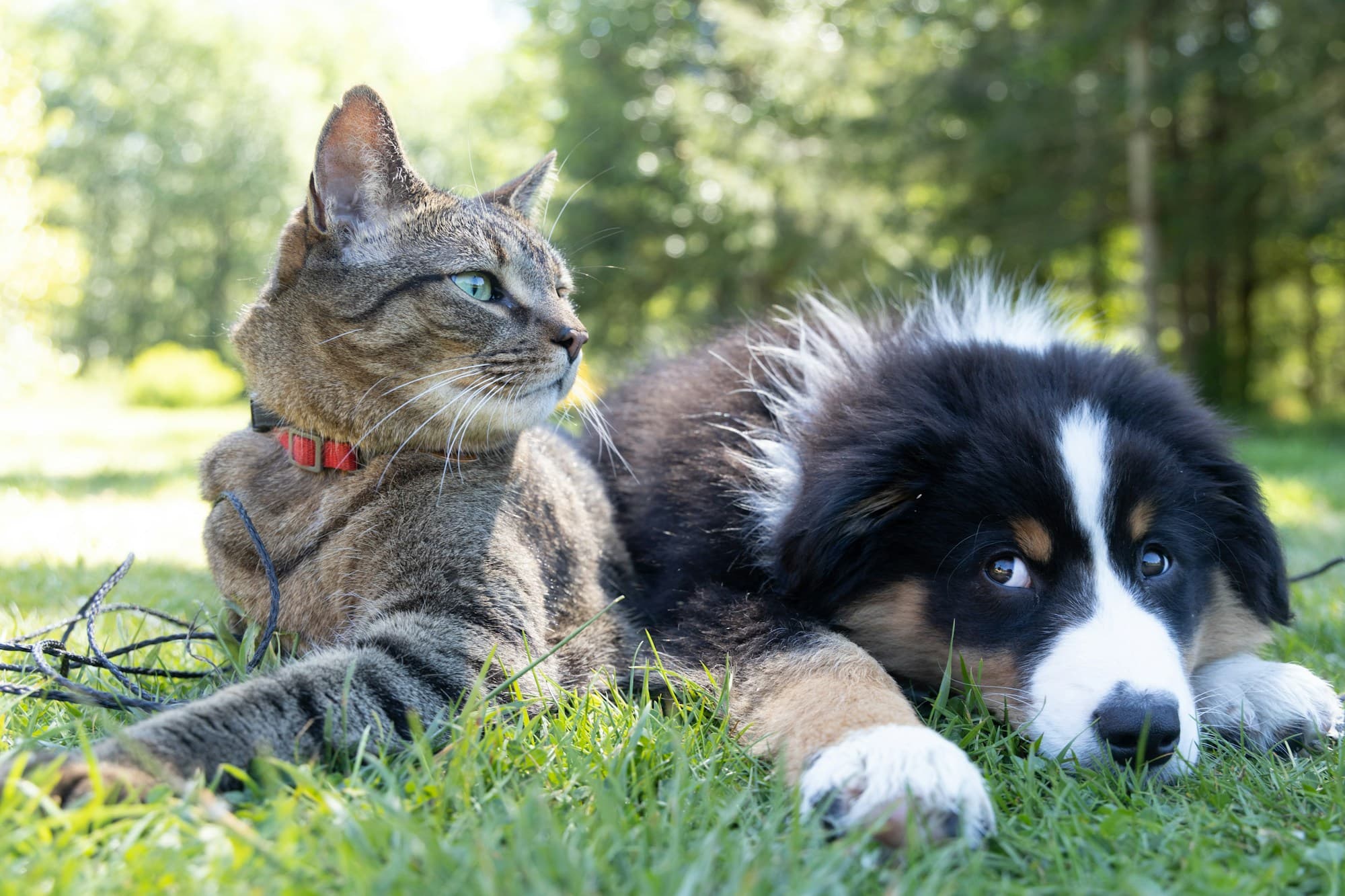 A dog and a cat lying together in the grass