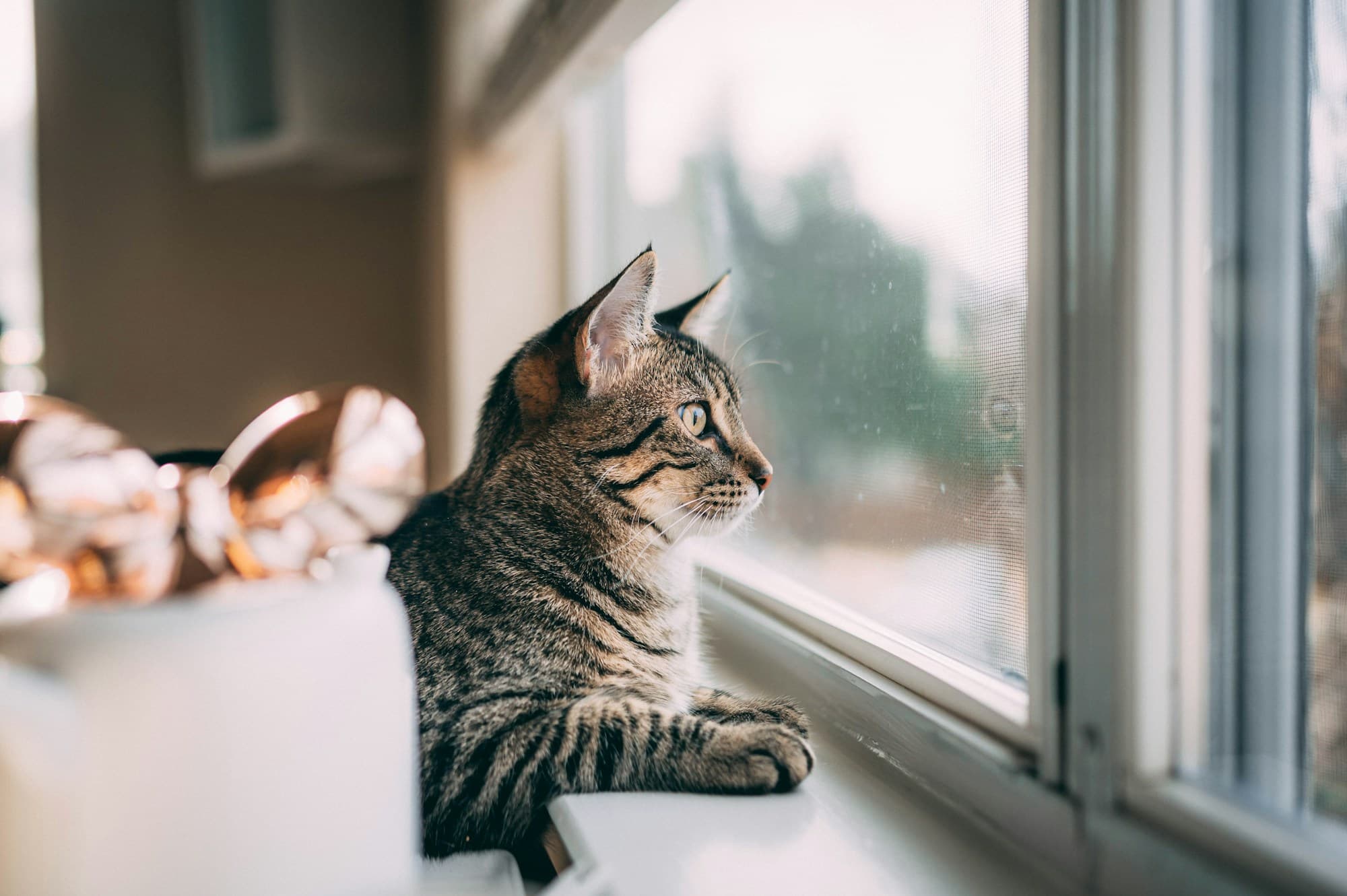 A silver tabby cat perched in a window