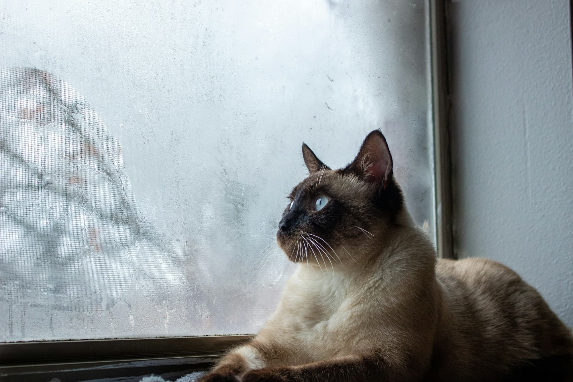 A cat looking out a window