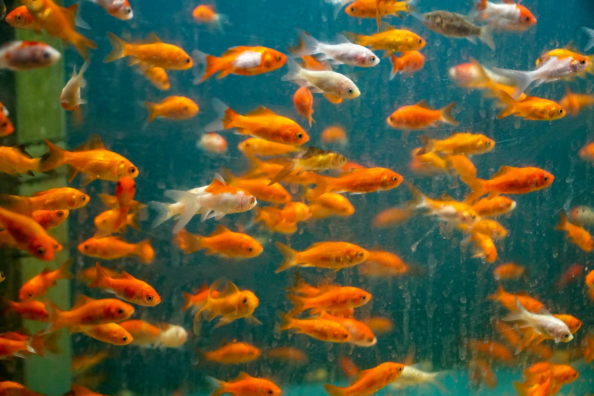 A school of goldfish in a planted aquarium