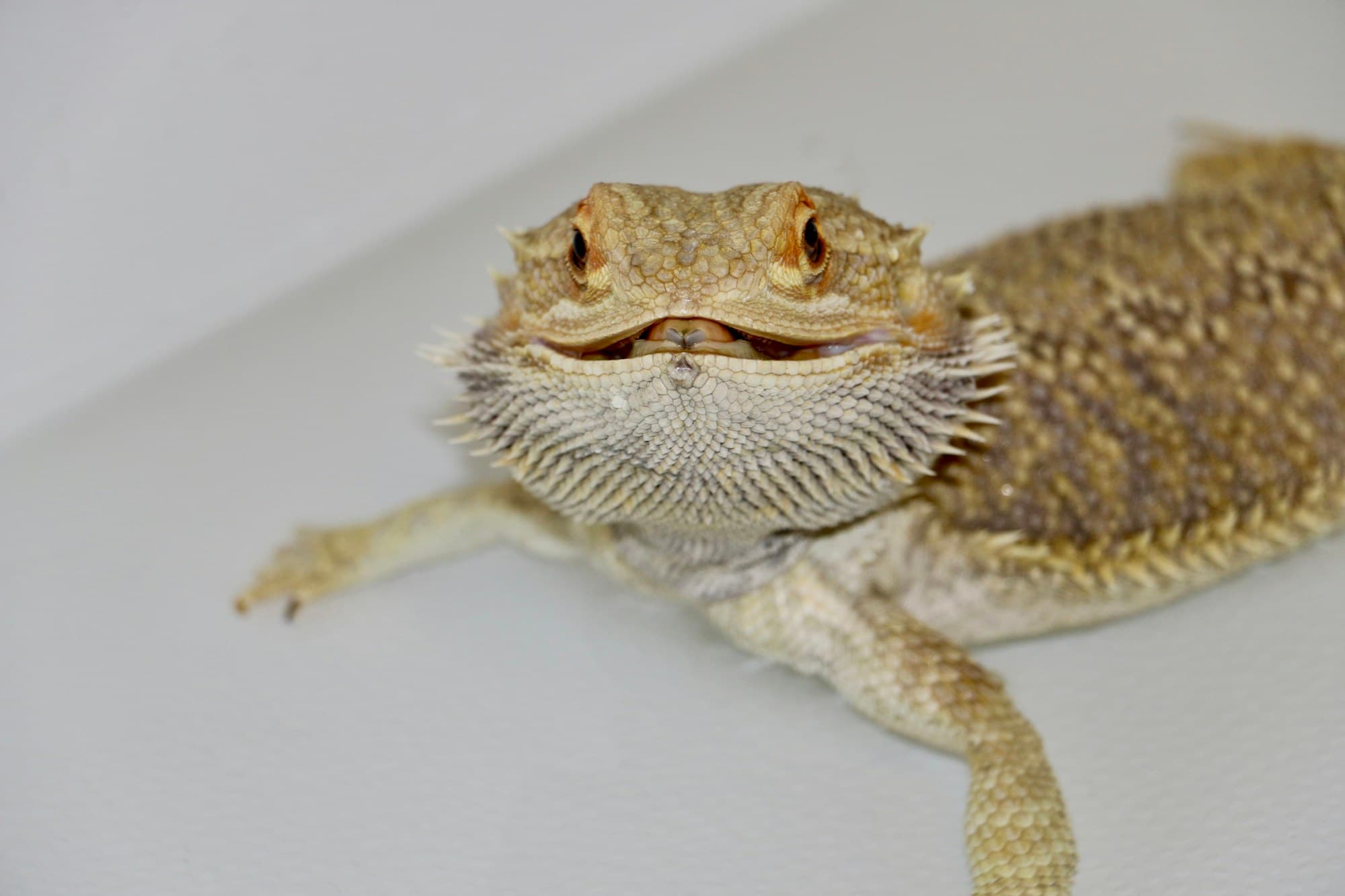 A close-up portrait of a pet bearded dragon